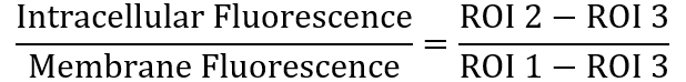 Intracellular to membrane fluorescence ratio equation for fluorescence microscopy analysis.