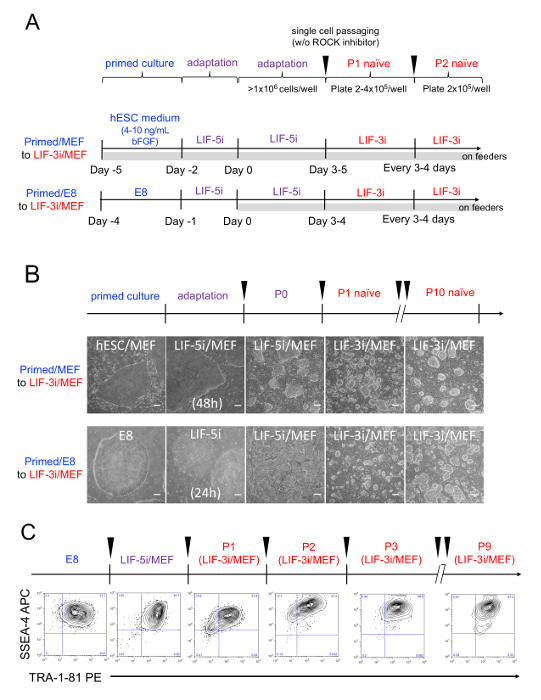 figure-results-1 hESC adaptation diagram; LIF/MEF methods with media changes and cell passaging steps displayed.