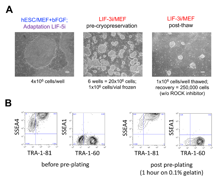 figure-results-2 Human pluripotent stem cells cryopreservation process and flow cytometry results diagram.
