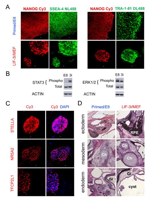 figure-results-3 Stem cell differentiation analysis; immunofluorescence, Western blot, tissue staining diagrams.