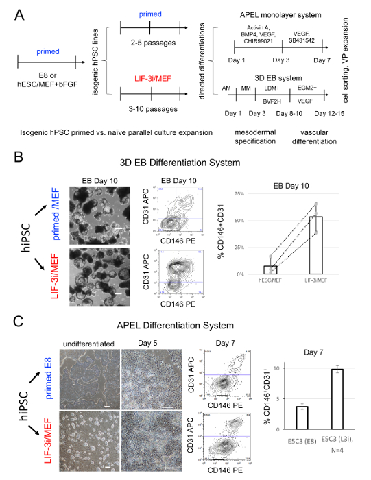 figure-results-4 hPSC differentiation via primed/naive states; 3D EB, APEL systems; flow cytometry, CD markers graph.