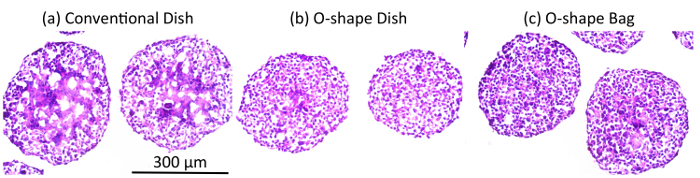 Cell culture morphology comparison; microscopy image; conventional vs. O-shape dish/bag setup.