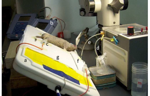 animal physiology experiment setup with monitoring equipment and fluid collection container