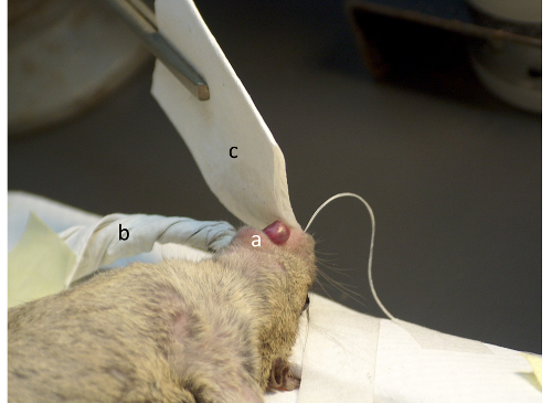 Rodent surgical procedure diagram with labeled parts for scientific research.