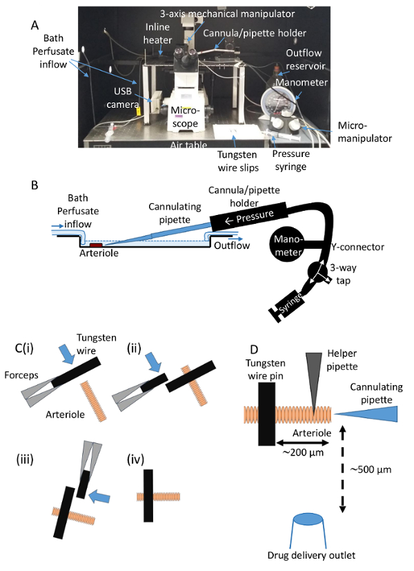Arteriole cannulation setup with micromanipulator and perfusion system; diagram of experimental process.