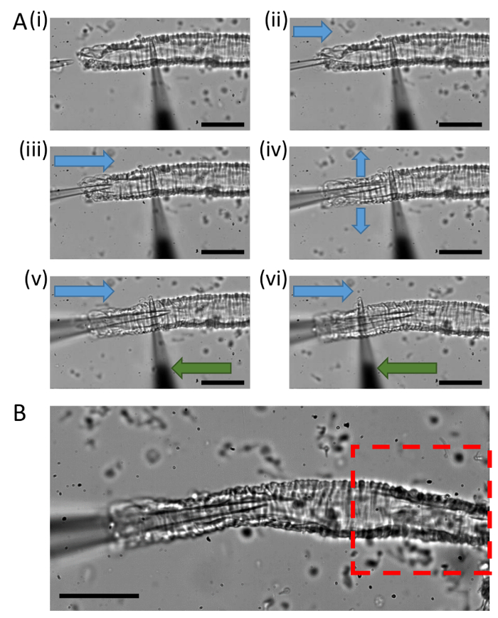 Microscopy images of muscle fiber contractility showing directional force application and analysis.