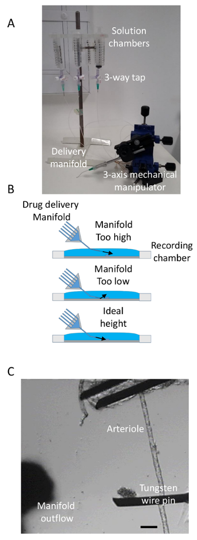 Drug delivery setup: solution chambers, manifold, manipulator; diagram of manifold height effects; arteriole image.