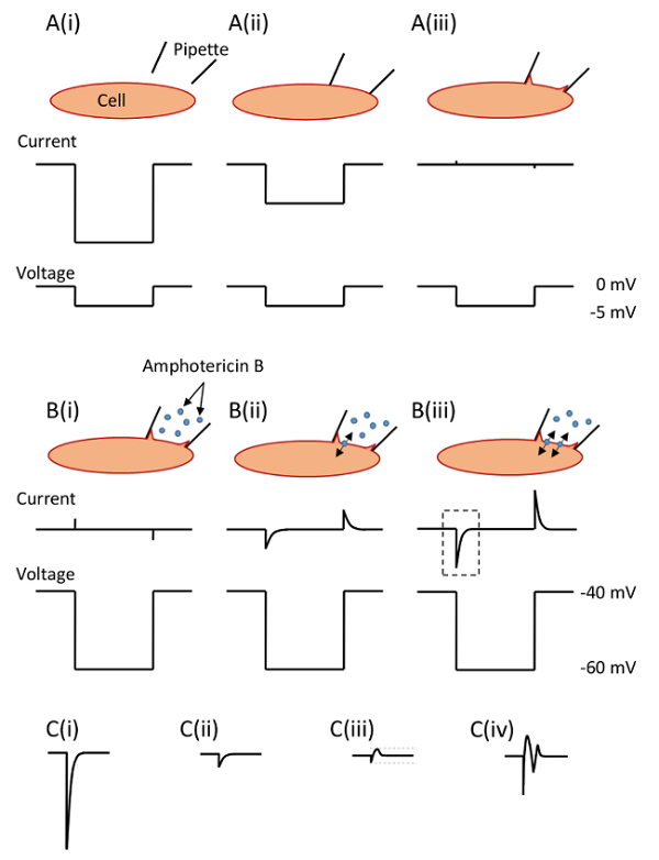 Electrophysiology diagram with amphotericin B cell interaction affecting current-voltage graphs.
