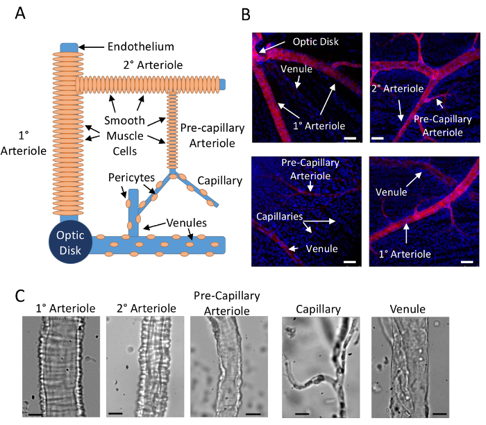 Retinal blood vessels in diagram, microscopy images, arteriole structure, vascular study visual.