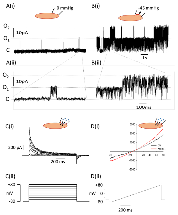 Neuronal membrane current traces in response to pressure, voltage clamp; electrophysiology data.