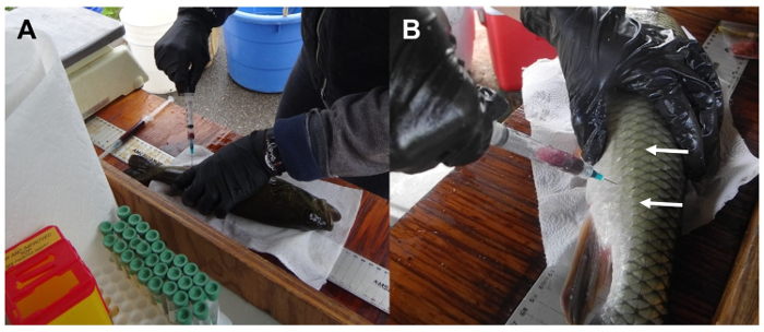 figure-protocol-1 Fish blood sampling diagram; syringe extraction, conservation research, field equipment setup.