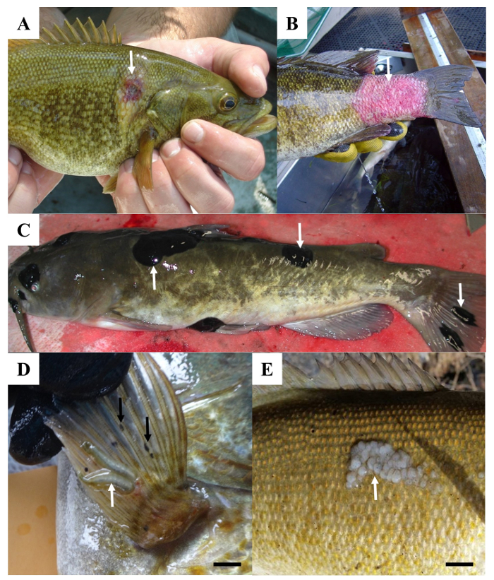 figure-protocol-2 Aquatic animal disease diagnosis; fish lesions observed; microscopy analysis; biological study.