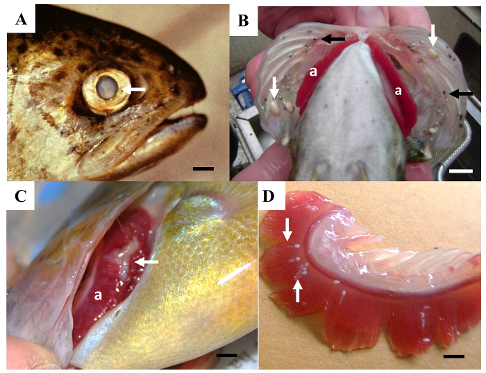 figure-protocol-3 Fish anatomy with exposed gills, diagram showing parts A-D, labeled for scientific study.