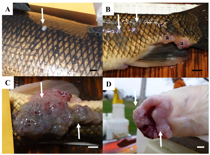 Fish tumor development stages; progression from small lesion to large tumor; laboratory study results.