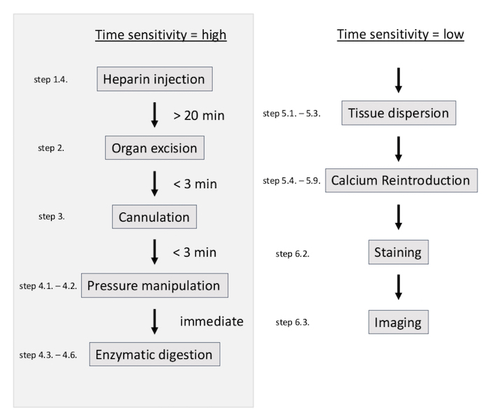 Organ processing flowchart, steps for heparin injection, organ excision, cannulation, imaging.