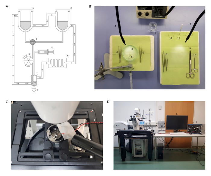 Cardiovascular system diagram and surgery tools for anatomical study; microscopy setup and lab gear.