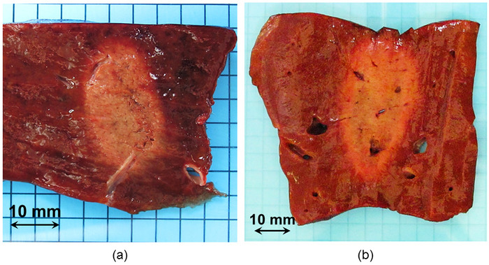 figure-results-5 Histology study of liver tissue samples on grid, comparison of structural integrity and lesions.