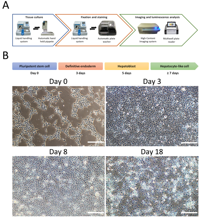 Tissue culture workflow diagram, stem cell differentiation stages, microscopy results over 18 days.