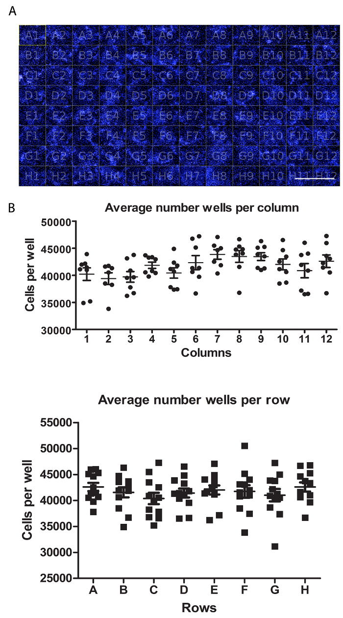 Microscopy and scatter plots of cell distribution; 96-well plate; cell counting analysis results.