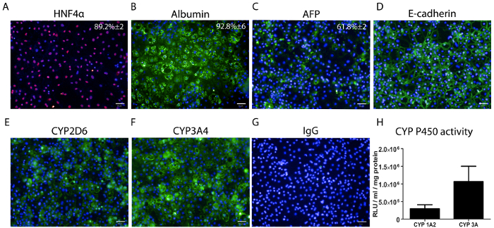 Immunofluorescence microscopy on liver cell markers HNF4α, Albumin, AFP; CYP P450 activity graph.