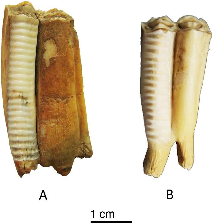 Comparative analysis of fossil and modern tusk cross-sections; scale bar for measurement; diagram.