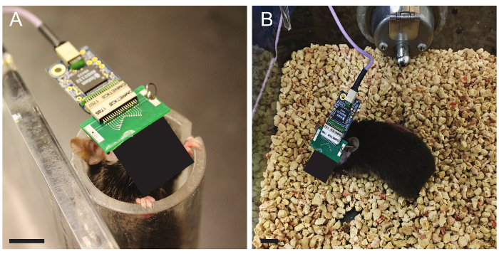 Neural recording setup with sensor on mouse in behavioral experiment for data acquisition.