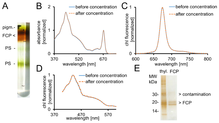 figure-protocol-3 Chromatography and spectroscopy analysis; absorption, fluorescence graphs, protein purification.