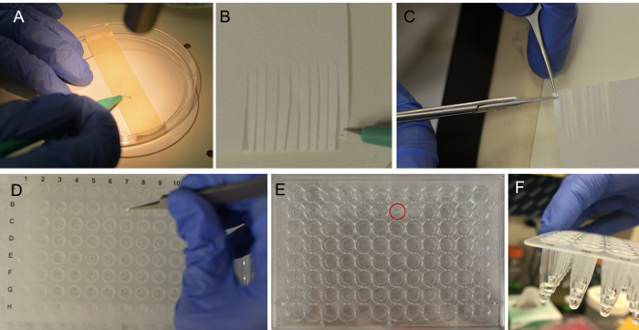 Microfluidic paper analysis with PCR, spectroscopic study; petri dish, well plates, pipette use.
