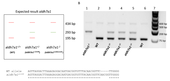 Gel electrophoresis chart showing aldh7a1 genotyping results with DNA bands and sequence comparison.