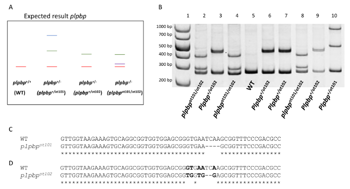 PCR electrophoresis results for plpbp gene analysis; genetic variations; sequence alignment analysis.