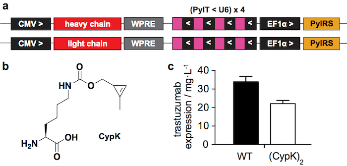 figure-results-1 Gene editing; vector diagram, chemical structure, expression bar chart, for protein synthesis analysis.