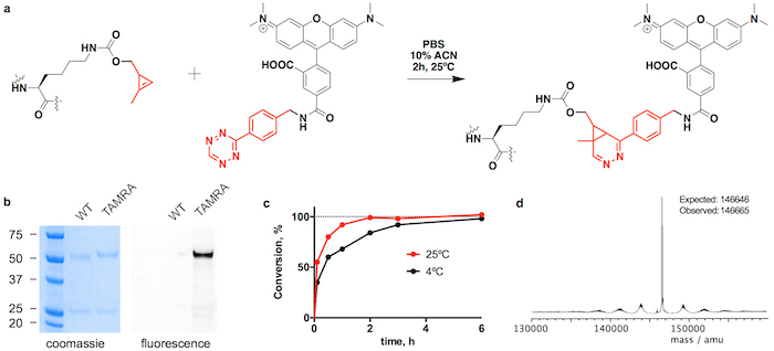 figure-results-3 Click chemistry reaction, protein analysis, Coomassie and fluorescence gel, conversion graph, mass spectrometry.