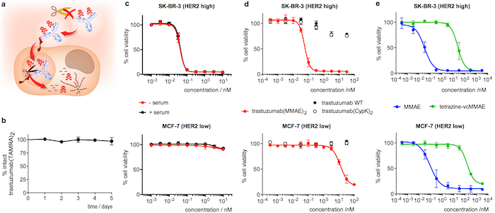figure-results-4 Gene editing process with antibody-drug conjugates; viability graphs; cell line analysis; drug impact.