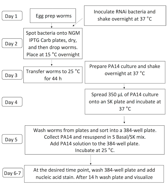 Worm RNAi assay flowchart; process from egg prep to nucleic acid staining; step-by-step diagram.