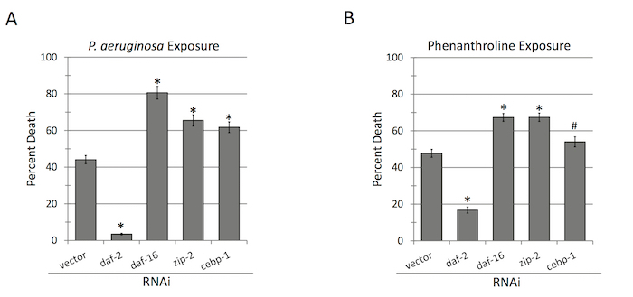 RNAi treatment effects chart; P. aeruginosa vs phenanthroline exposure; percent death results.