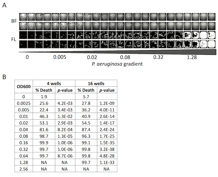 P. aeruginosa gradient experiment; microscopy images, cell death analysis; biofilm inhibition study.