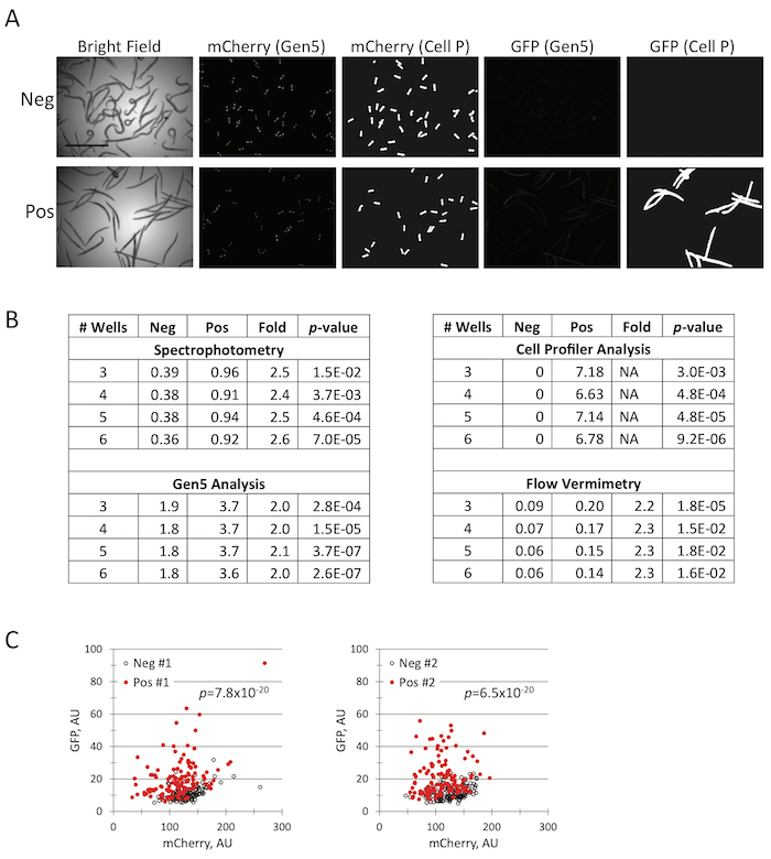 Fluorescence microscopy diagram showing mCherry, GFP expression; data analysis charts; scatter plots.