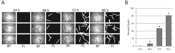 Time-lapse microscopy, bacterial growth; photos in BF and FL at 24-96h; bar chart of percent death.