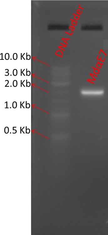 DNA gel electrophoresis; band pattern, size markers; technique for fragment separation, analysis.