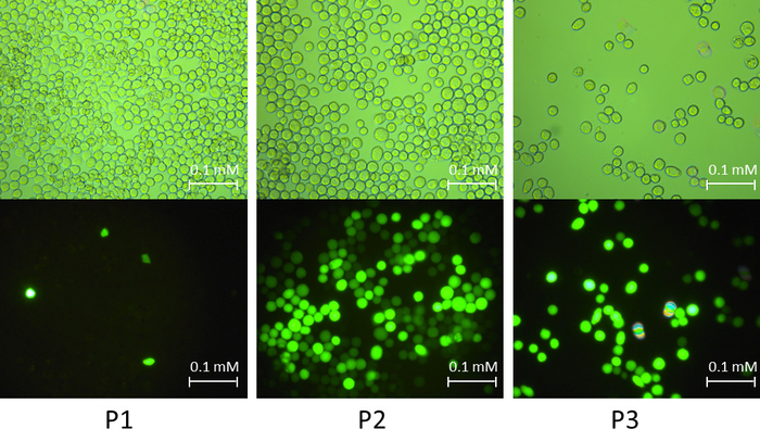 Microscopy images showing cell viability and fluorescence; concentration labels; experimental results.