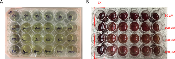 Microplate assay for concentration-dependent response analysis, showing varied sample treatments.