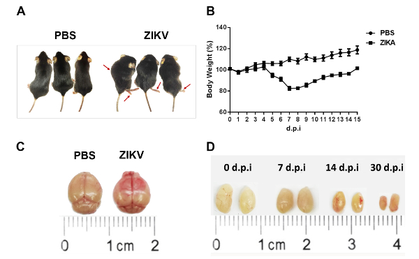 Zika virus effect: mouse experiment, weight graph, brain size comparison, infection timeline.
