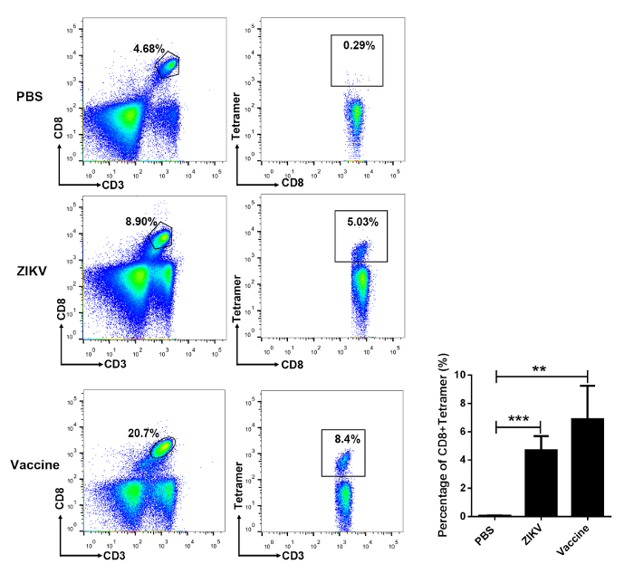 Flow cytometry charts showing CD8+ T cell activation; includes comparison graph for PBS, ZIKV, vaccine.