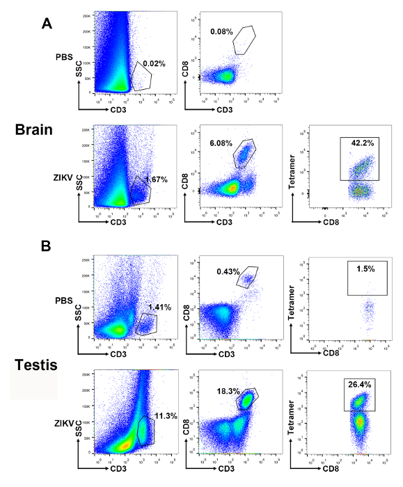Flow cytometry analysis of ZIKV effect on CD3 and CD8 expression in brain and testis; graphs.