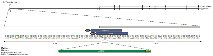 Genome editing diagram; GFP insertion site; DNA sequence alignment; CRISPR-Cas9 method; exon analysis.