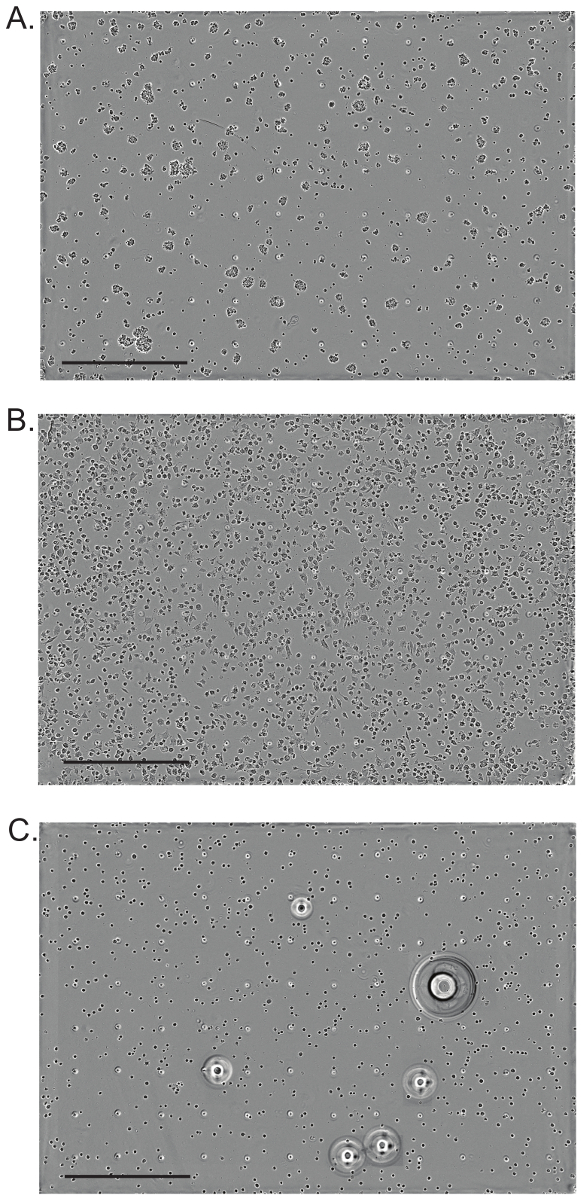 figure-results-4 Microscope images of bacterial cultures at varying densities for microbial growth analysis.