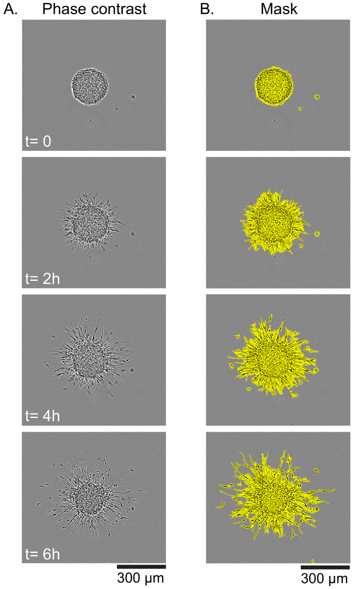 figure-results-5 Phase contrast cell culture time-lapse, phase contrast left, mask analysis right, 0-6 hours.