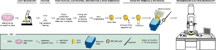 Light microscopy to transmission electron microscopy process diagram; cell preparation and sectioning.
