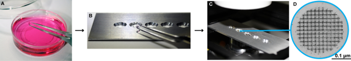Cell microarray fabrication with cell culture, deposition, microscopy, and grid detail in nanometer scale.