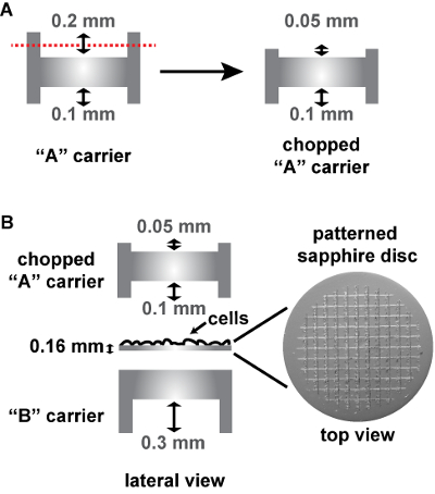 Static equilibrium diagram with chopped "A" carrier, lateral view, patterned sapphire disc for cell analysis.